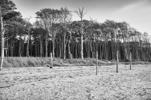 On the coast of the Baltic Sea in black and white. Forest, behind the dunes on the sandy beach. Nature photo by the sea