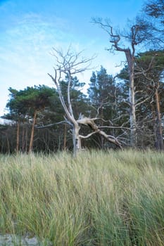 Forest on the coast of the Baltic Sea. Dune grass in the foreground. Beach transition to the sea. Nature photograph from a nature reserve
