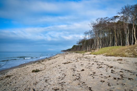 Pine forest on the beach on the Darss. White sand on the west beach. Cloudy sky. Landscape photo