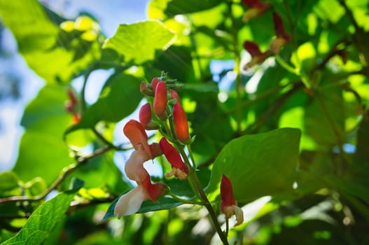 Red petals of a flower on a green meadow. Flower photo from nature. Flower photo