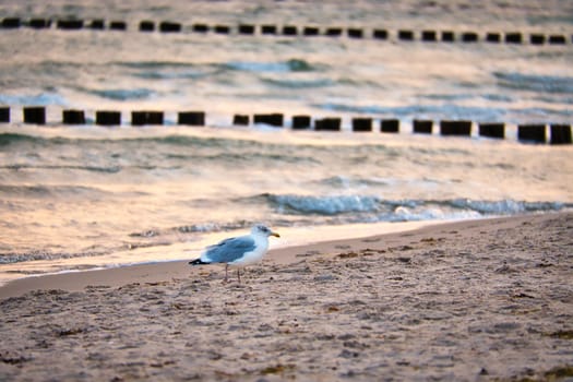 Seagull standing on the beach of the Baltic Sea. In the background groynes reaching into the sea. The sandy beach in the foreground. Bird photo from the coast