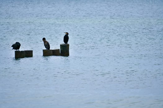 Cormorant on a groyne on the Baltic Sea. The birds dry their feathers in the sun. Waves in the sea under a blue sky. Animal photo from the coast