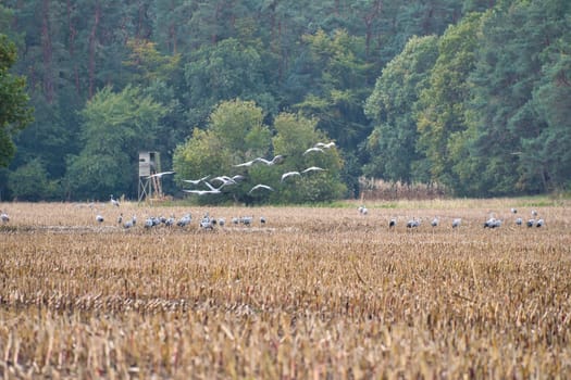 Cranes at a resting place on a harvested corn field in front of a forest. Migratory birds feeding. Wild animals on the Darss in nature. Animal photograph