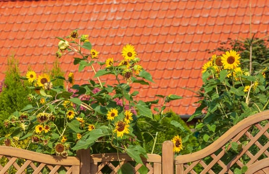Residential building with garden fence and sunflowers, Syke, Lower Saxony, Germany