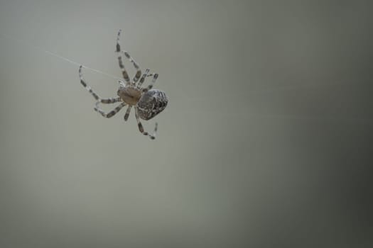 Cross spider crawling on a spider thread. Halloween fright. Blurred background. A useful hunter among insects. Arachnid. Animal photo from the wild.