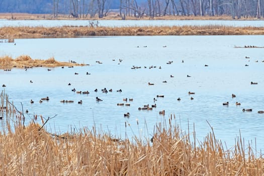 Migrating Waterfowl Along the Mississippi Flyway in Goose Island State Park in Wisconsin