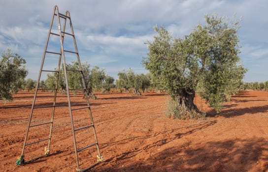 Olive pickers stepladder at grove. Table olives harvest season scene