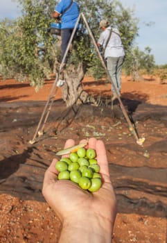 Hand plenty of green olives. Laborers on the stepladder collecting olives at background