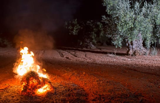 Bonfire lit in an olive grove in the early morning. Table olives harvest season scene