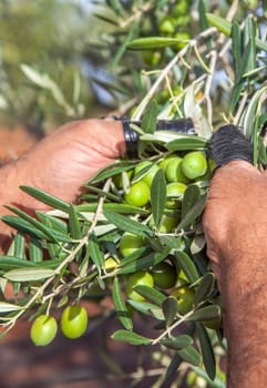 Laborer collecting olives from the branch. Finger protected with insulating tape