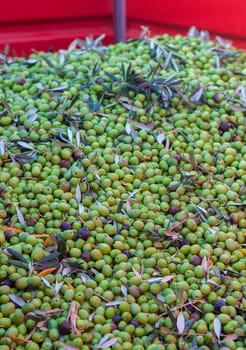 Trailer plenty of olives fruits. Table olives harvest season scene