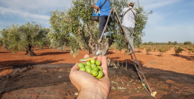 Hand plenty of green olives. Laborers on the stepladder collecting olives at background