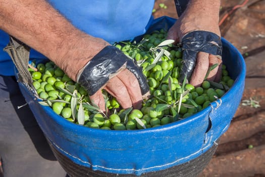 Olive picker with hands over fruit-gathering basket. Fingers protected with insulating tape