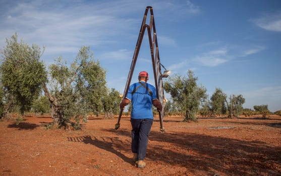 Olive picker moving  stepladder between oilve trees. Table olives harvest season scene