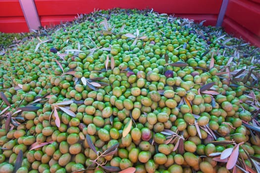Trailer plenty of olives fruits. Table olives harvest season scene