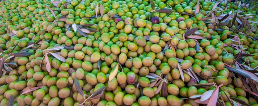 Trailer plenty of olives fruits. Table olives harvest season scene