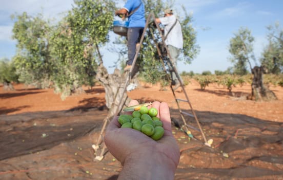 Hand plenty of green olives. Laborers on the stepladder collecting olives at background
