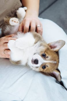 Top view of funny cute Welsh Corgi puppy lying on his mistress's lap and looking into camera. Dog food. Pets. Dog in family. Features of keeping puppies. Veterinary control. Loyal friend.