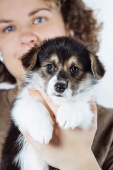 Close-up portrait of friendly female veterinarian holdingWelsh corgi puppy in her patient's arms. Dog food. Pets. Dog in family. Features of keeping puppies. Veterinary control. Loyal friend.