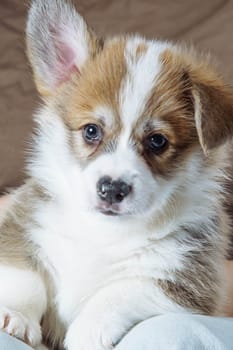 Close-up portrait of muzzle of charming velshkorga puppy with one ear raised. Breeding and feeding purebred puppies. Dog food. Pets. Dog in family. Features of keeping puppy. Love and tenderness.