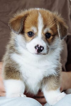 Example of perfectly grown velshkorga puppy. Close-up portrait of beautiful and cute puppy sitting on his mistress' lap. Dog food. Pets. Features of keeping puppies. Veterinary control. Loyal friend.