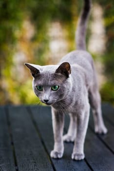 Blue cat sitting on wooden table with green background, sitting in a garden.