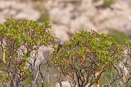 Townsend's Solitaire in a Manzanita in Guadalupe National Park in Texas