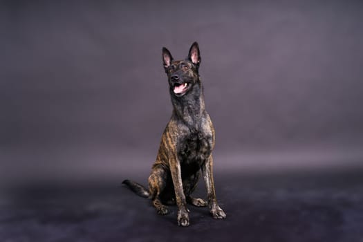 Studio shot of an adorable mixed breed dog sitting on a black background.