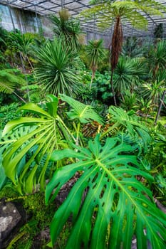 Interior view of the cold house Estufa Fria is a greenhouse with gardens, ponds, plants and trees with Monstera deliciosa leaves in the foreground in Lisbon, Portugal
