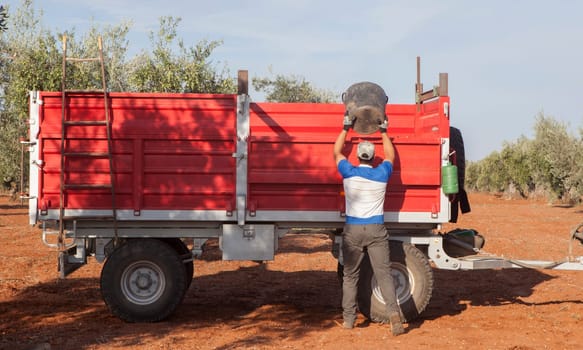 Olive picker unloading his bucket into the trailer. Olive harvest season scene