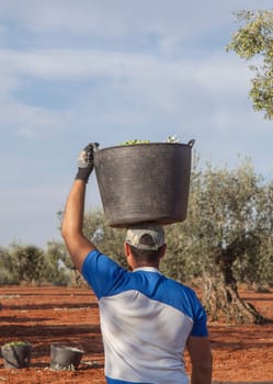 Olive picker carries the bucket on his head to the trailer. Olive harvest season scene