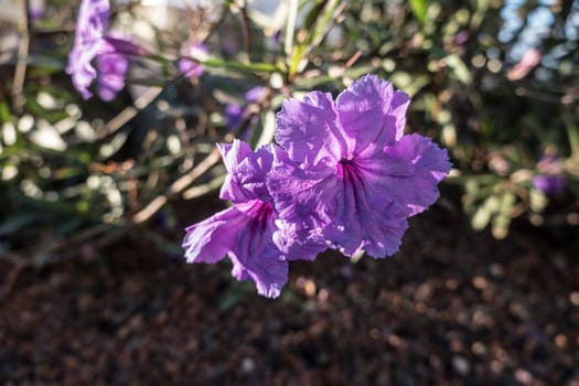 Mexikanische Petunie (Ruellia brittoniana), Kanarische Inseln, Gran Canaria, Spanien