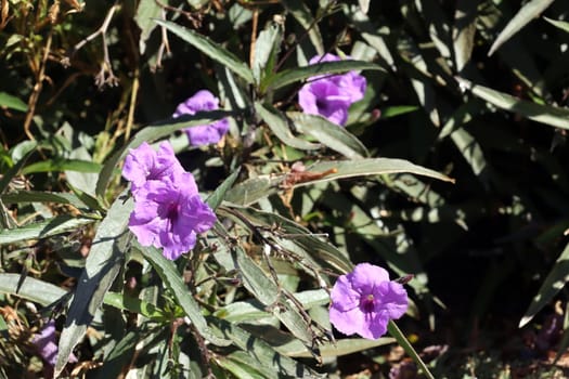 Mexikanische Petunie (Ruellia brittoniana), Kanarische Inseln, Gran Canaria, Spanien