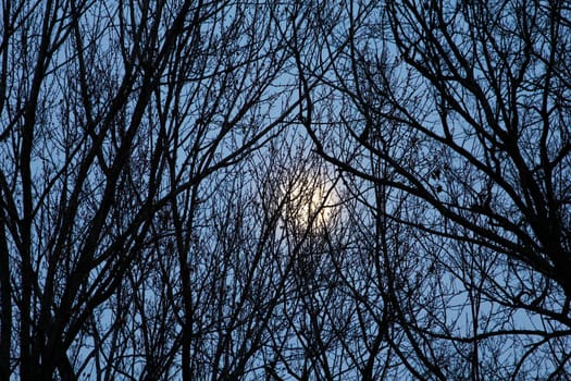 View of the Moon Behind a Web of Tree Branches