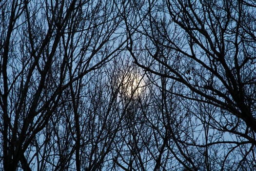 View of the Moon Behind a Web of Tree Branches