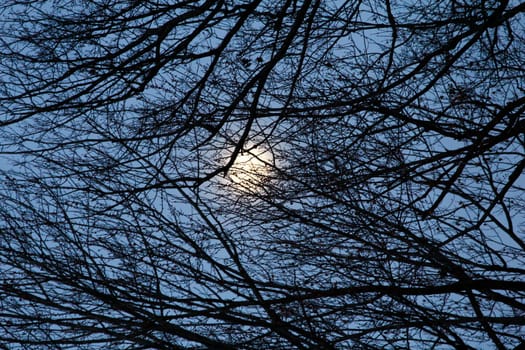 View of the Moon Behind a Web of Tree Branches