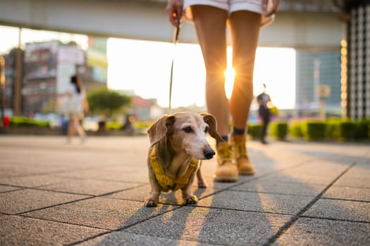 Woman go out with dachshund dog in city at sunset time
