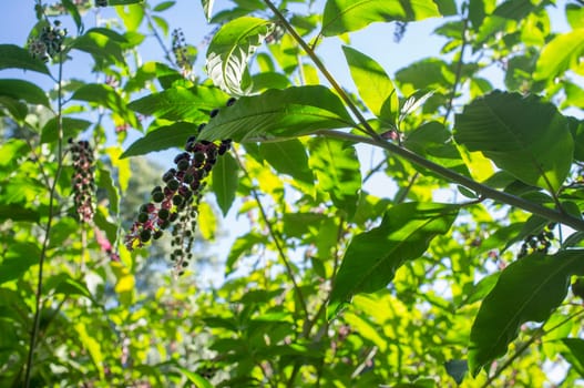 American pokeweed growing at Gevora riverside, La Codosera, Badajoz, Extremadura, Spain