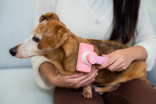 Woman brush her dachshund dog hair at home
