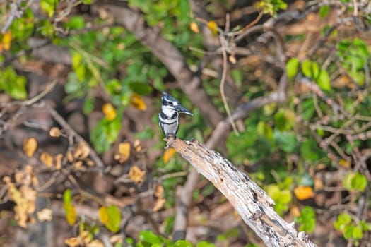 A Pied Kingfisher with a Fish In Its Mouth on the Banks of the Chobe River in Botswana
