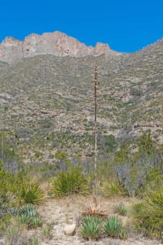 Century Plant Stalk in a Desert Mountain Landscape in Gaudalupe Mountains National Park in Texas