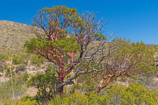 Texas Madrone Tree in the Desert Spring in Guadalupe Mountains National Park in Texas