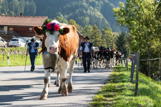 Farmers with a herd of cows on the annual transhumance at Charmey near Gruyeres, Fribourg zone on the Swiss alps