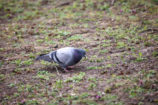 A pigeon looking for food.