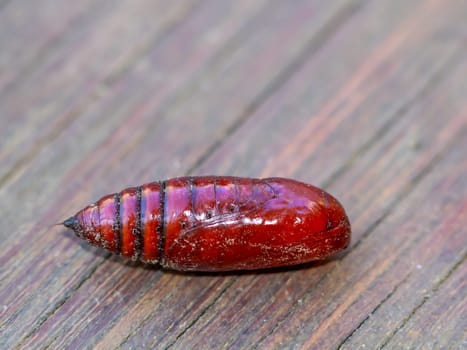 The reddish-brown pupa of a butterfly