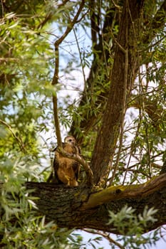 Portrait of a young buzzard sitting on a branch.
