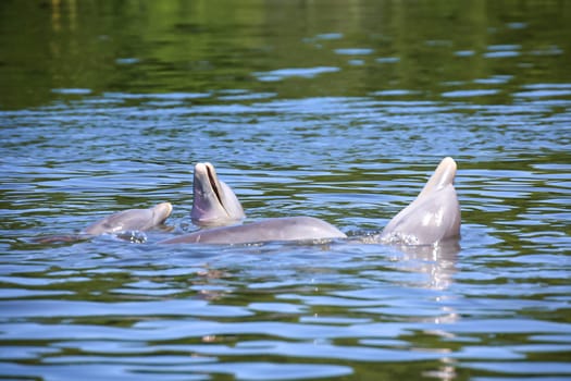 A group of dolphins in a bay with mangrove trees, dolphins.