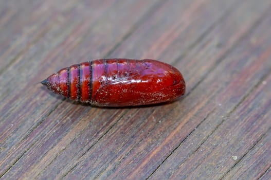 The reddish-brown pupa of a butterfly