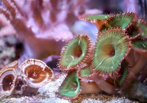 Corals and anemones, crustose anemones in a marine aquarium.