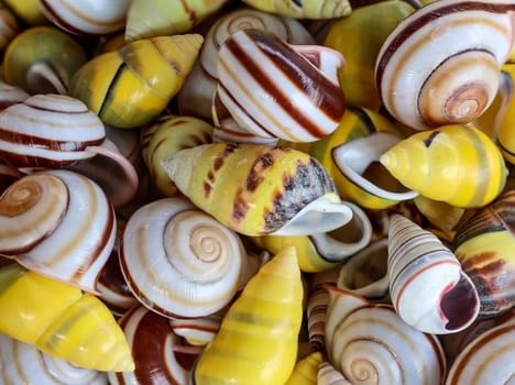 A wallpaper or a texture with sea shells, sea snails. Beautiful shellfish.